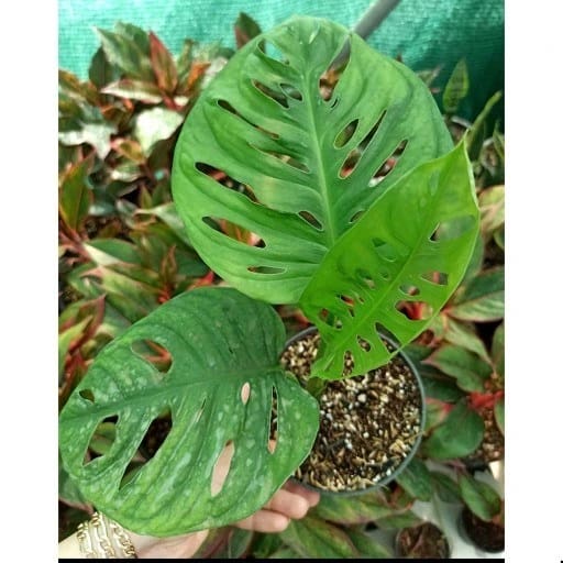 تصویر 4 از خرید گل پتوس حصیری + فروش صادراتی